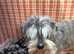 Miniature schnauzer puppies health tested parents