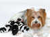 Exquisite Biewer Terrier Puppies