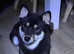 Female Japanese Shiba Inu