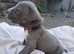 Beautiful cane corso babies
