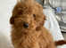 Miniature golden doodle