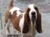 Basset hound male for sale kc reg champion grandparents