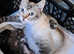 Snow bengal x ragdoll