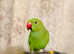 Hand Tamed/Untamed Ringneck available for Sale