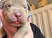 American bulldog puppy for sale