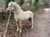 Registered sec A palomino lead rain mare