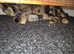 3 cute kittens looking for forever homes