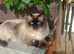 Handsome Seal Point Ragdoll for Stud services