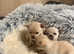 Gorgeous tiny white/cream POMCHIS