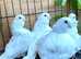 RARE WHITE CHINESE OWL PIGEONS