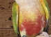 BREEDING PAIR OF CONURES