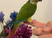 Hand Reared Tamed Baby GC Conure