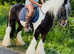 Gorgeous 14.2 traditional cob riding gelding