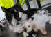Beautiful long haired kittens ready to leave tomorrow.