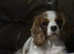 Beautiful cavalier King Charles bitch
