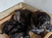 Irish wolfhound/Deerhound (Quality Puppy's)