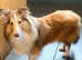 Beautiful Shetland Sheepdog Puppies from Health Tested Parents