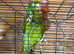 Shropshire Parrot Rescue