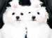 KC Registered Maltese Puppies