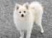 Pure Pomeranian male playful and kind