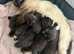 2 boys left mums Siamese