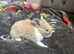 Lots off baby rabbits for sale