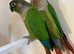 Beautiful conure parrot for sale