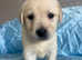 READY NOW. HEALTH CHECKS DONE. White Goldador Puppies