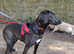 Java , sweet and shy girl , needs her forever home