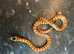Tarahumara Mountain King Snake at Birmingham Reptiles