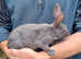 Purebred baby English rabbits - ready in two weeks!