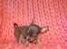 XXXXXXS Micro Tiny KC Registered Blue & Tan Chihuahua Girl Puppy 6 Months Old