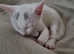 Russian white kitten