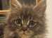 Blue tabby Maine Coon kittens
