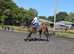 Stunning big bay gelding 15.3hh
