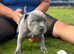 Blue Staffordshire Bull terrier Puppies