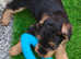 AIREDALE PUPPIES