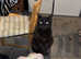 Sukie female cat for sale