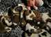Beautiful kc registered saint bernard pups