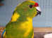 Beautiful Baby kakariki talking parrot