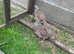 Partridges