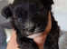 Maltipoo girl