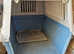 Cat carrier FREE
