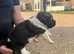 3 beautiful female Caucasian Shepherd puppies