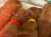 Red F1b Cavapoos ready end of may