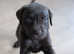 Adorable Labrador Retriever Puppies Looking for Their Forever Homes