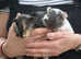 Baby Boy Guinea Pigs - 6weeks old -ready