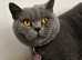PEDIGREE BRITISH SHORTHAIR FOR REHOMING ASAP