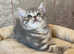 1 BEAUTIFUL BOY AVAILABLE TICA CHAMPION LINES