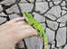 Fiji Island Iguana at Birmingham Reptiles (Brachylophus Fasciatus)